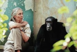 Jane Goodall com o chimpanzé Freud fotografada por Michael Neugebauer