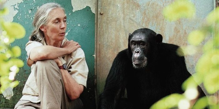 Jane Goodall com o chimpanzé Freud fotografada por Michael Neugebauer