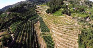 Um voo panorâmico pelo Douro permite apreciar as melhores paisagens